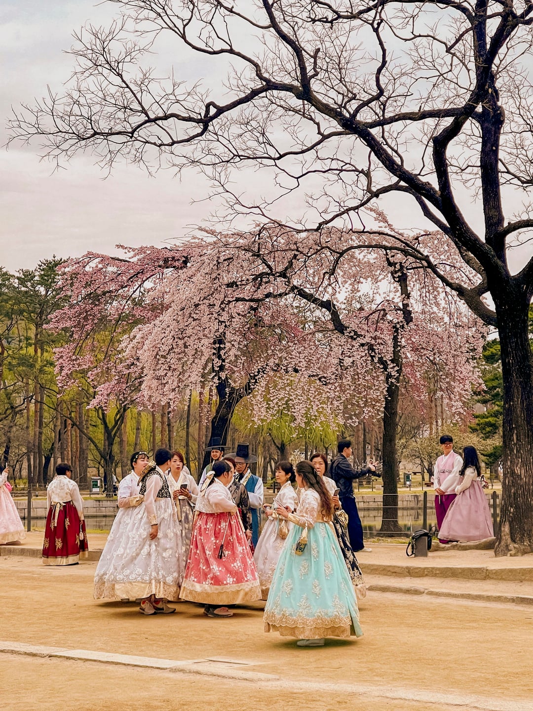 🌸 SEASONAL KOREA TOUR (CHERRY BLOSSOM / AUTUMN / WINTER)